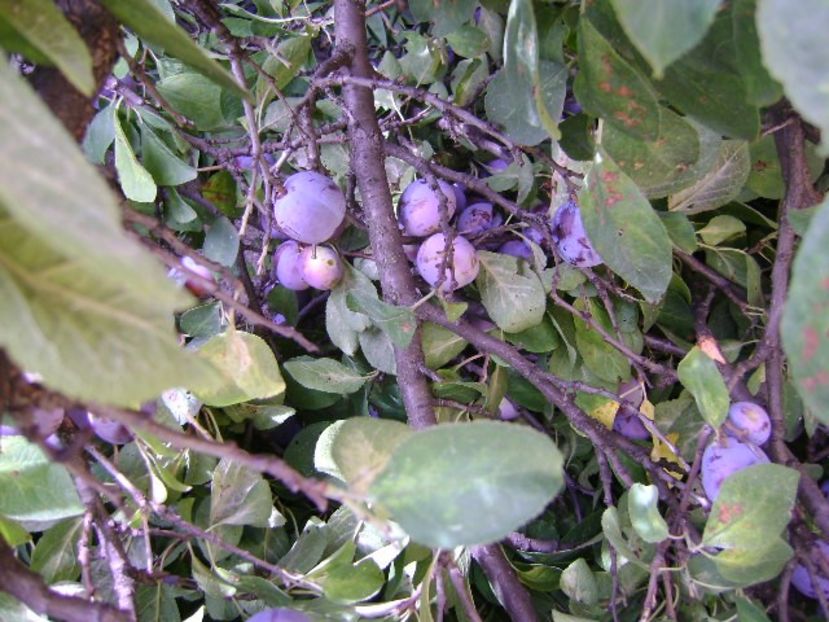 Prun rupt in doua de greutatea fructelor - r Vara 2016-2017-2018-2019