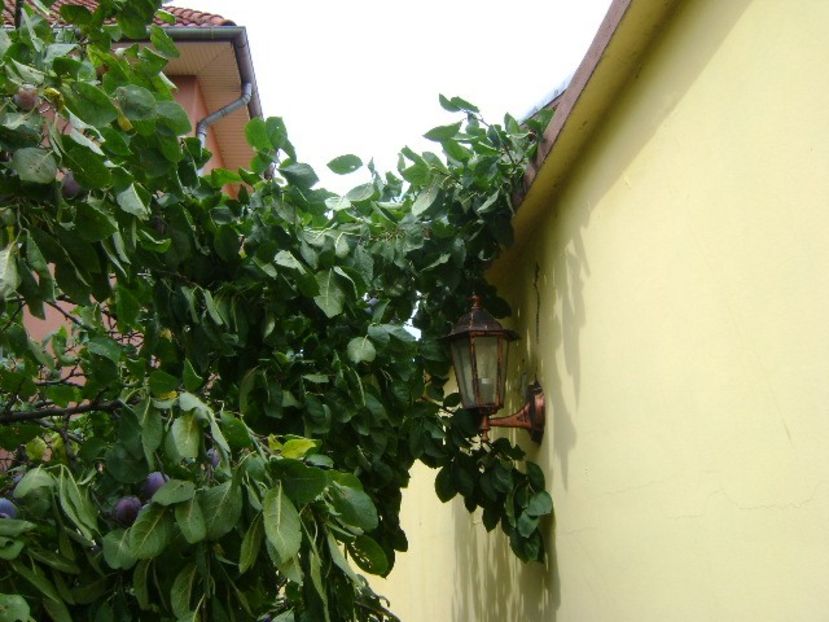 Prun rupt in doua de greutatea fructelor - r Vara 2016-2017-2018-2019