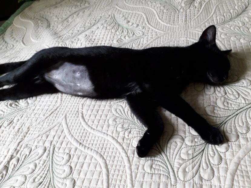 Amira sterilizata si linistita - AMIRA si fratii sai blanosi