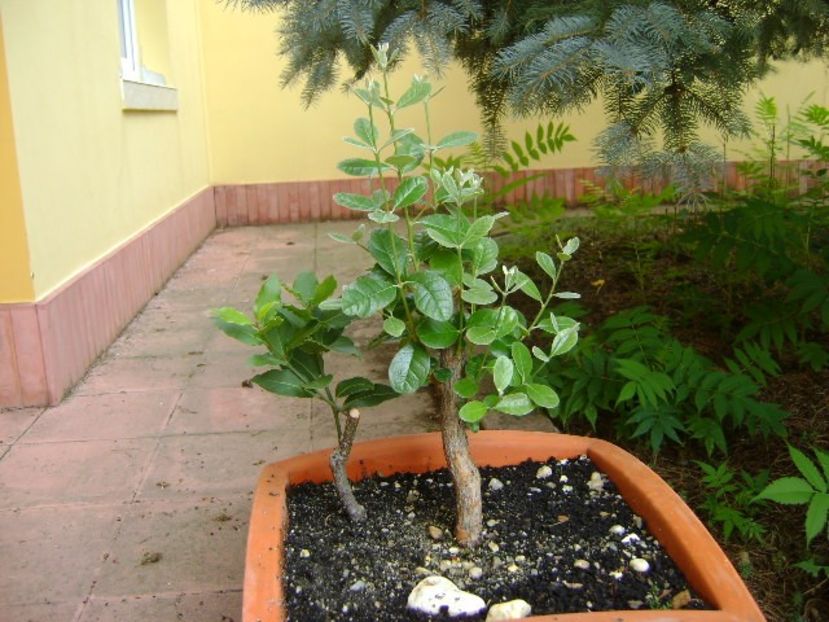 Feijoa (Acca sellowiana) si dafin - Bonsai si prebonsai 2018-2020