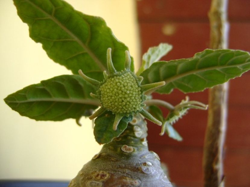 Dorstenia foetida - Caudiciforme si bulbi 2018
