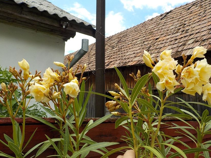  - luteum plenum nr 20