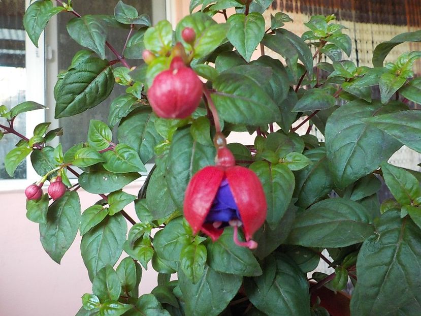  - fuchsii