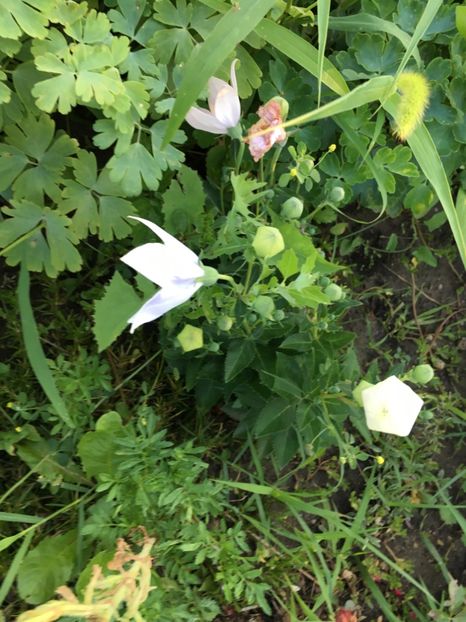 930050EE-82F4-494D-B86D-E71F79996CC8 - Platycodon floare balon