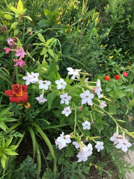 09C11F3B-3FA8-4DA6-8CC1-853956A49AC3 - Flori la balta 2018