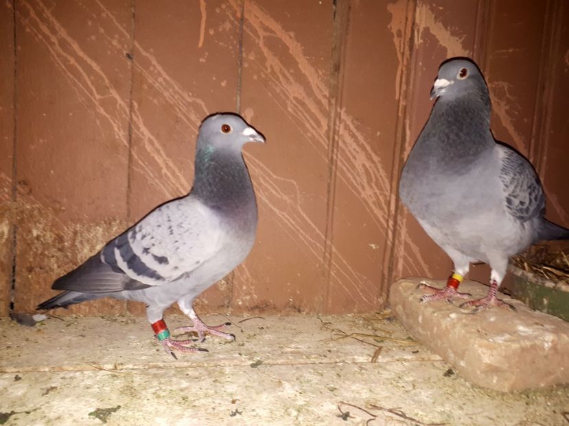  - Perechea 1- Bogdan Sorin