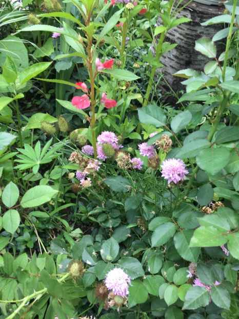 balsamine - Flori de vara 2018