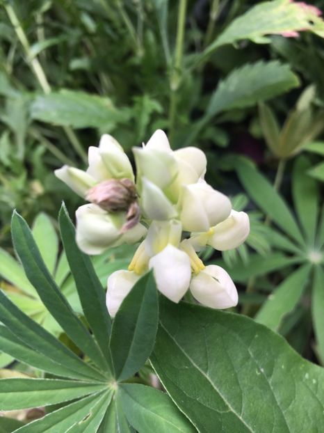 lupin - Flori de vara 2018