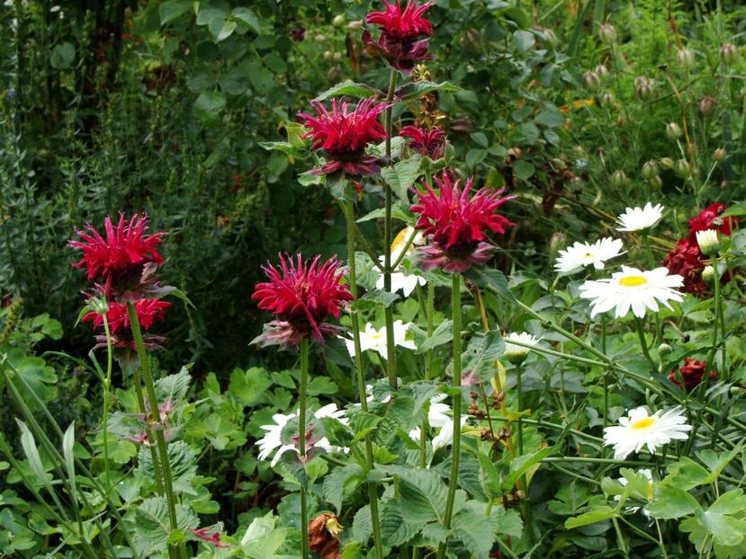 Multumesc mult, Flora! - Iunie 2018 - 2