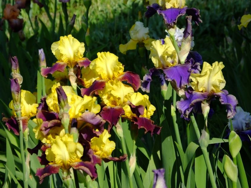  - 2018_07_Irisi_inalti