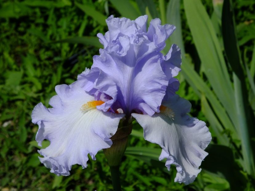  - 2018_07_Irisi_inalti