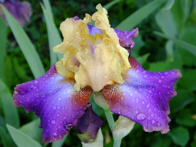  - 2018_07_Irisi_inalti