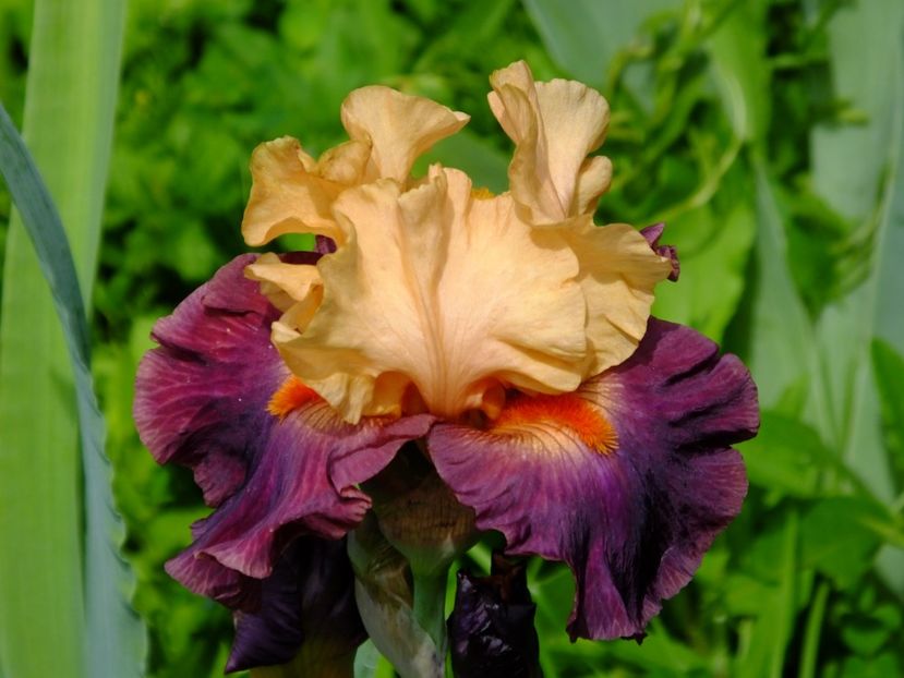  - 2018_07_Irisi_inalti