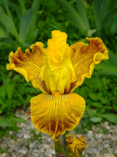  - 2018_07_Irisi_inalti