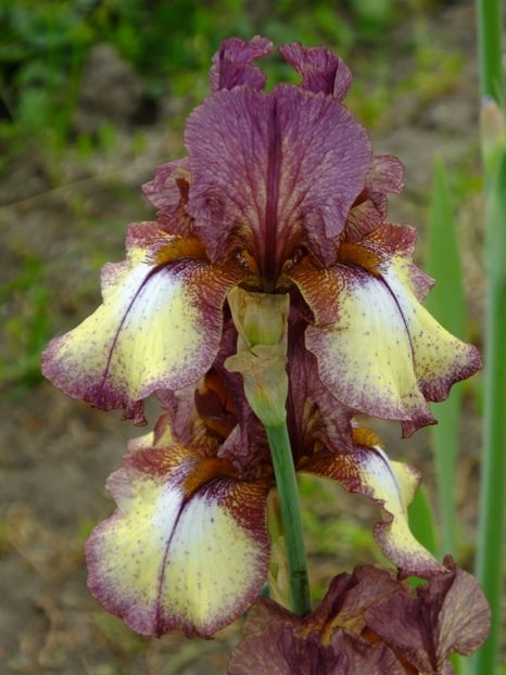  - 2018_07_Irisi_inalti