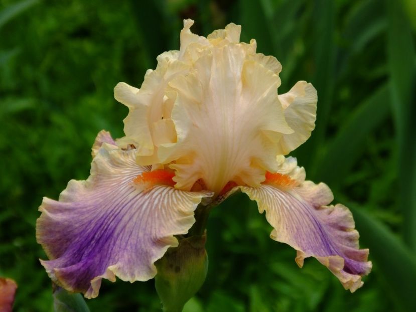  - 2018_07_Irisi_inalti