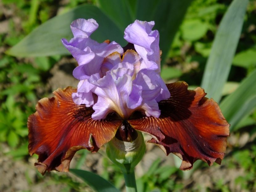  - 2018_07_Irisi_inalti