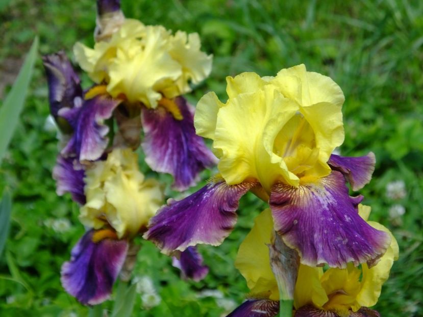  - 2018_07_Irisi_inalti