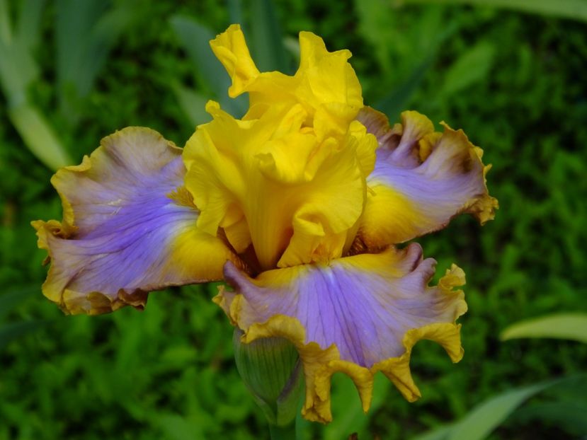  - 2018_07_Irisi_inalti