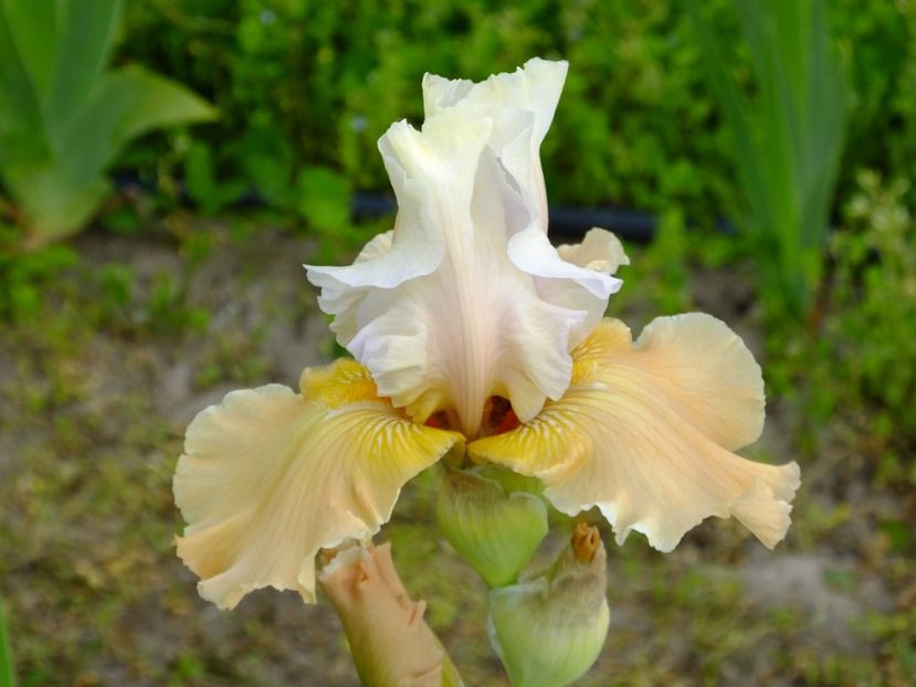  - 2018_07_Irisi_inalti