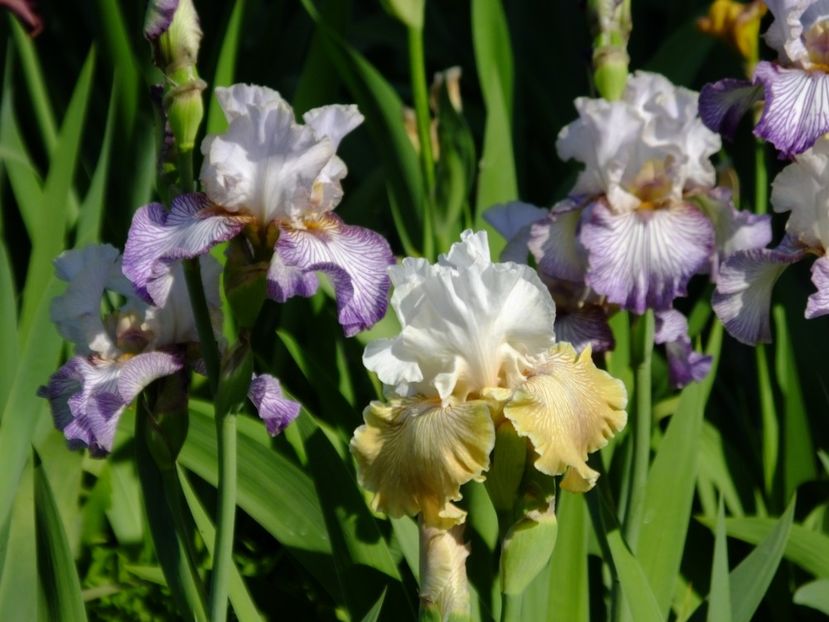  - 2018_07_Irisi_inalti