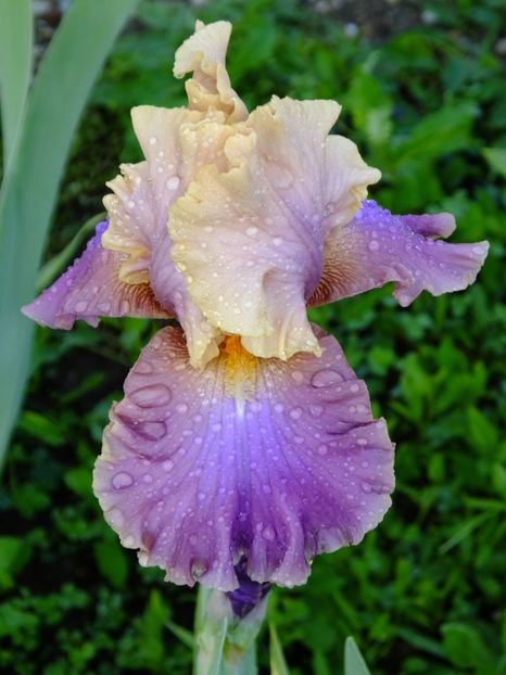  - 2018_07_Irisi_inalti