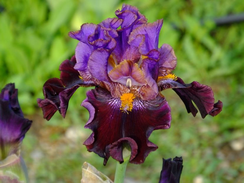  - 2018_07_Irisi_inalti