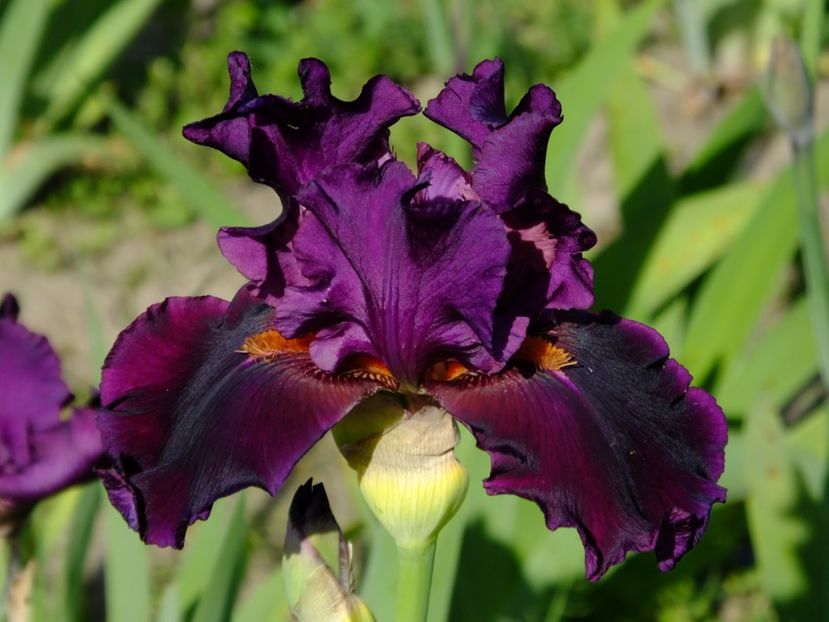  - 2018_07_Irisi_inalti