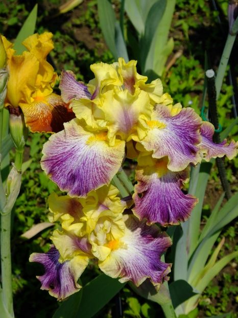  - 2018_07_Irisi_inalti