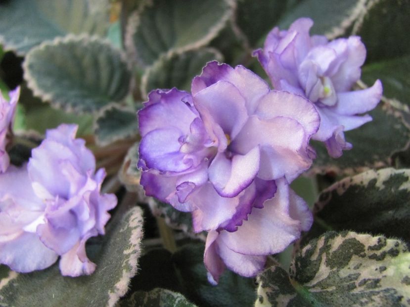  - ZZZBuckeye Blushing