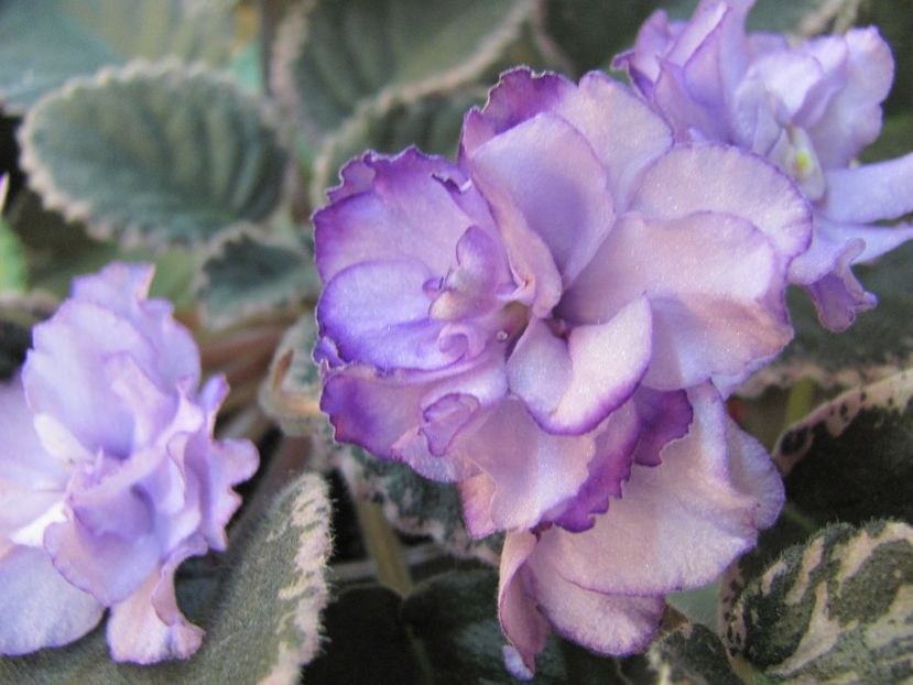  - ZZZBuckeye Blushing