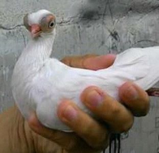  - SCURTI de Budapesta - Vienezi -Praghezi