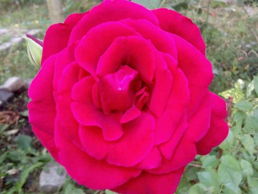  - Mr Lincoln cel mai probabil