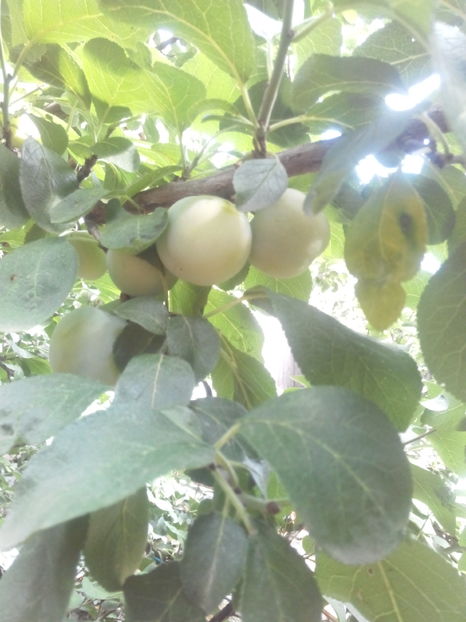 renglot galben - O ALTA PASIUNE