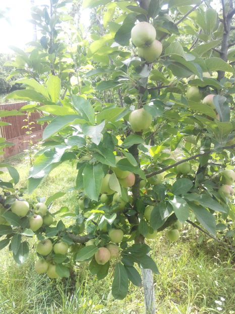 mar dublu rosu - O ALTA PASIUNE