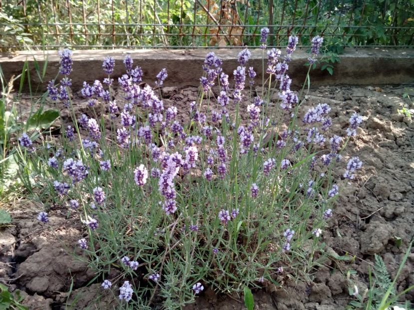  - Clematite și altele