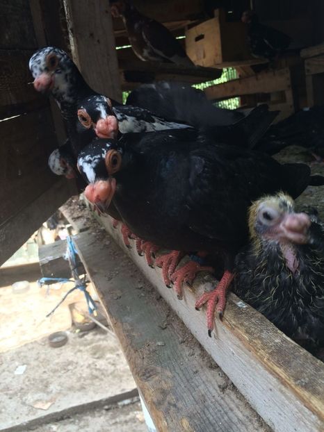 IMG-20180624-WA0015 - TINERET 2018