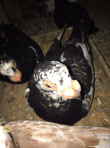 IMG-20180624-WA0011 - TINERET 2018