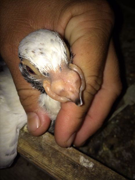 IMG-20180624-WA0010 - TINERET 2018