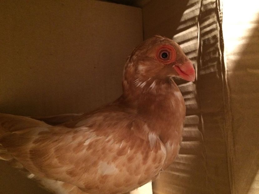 IMG-20180624-WA0006 - TINERET 2018