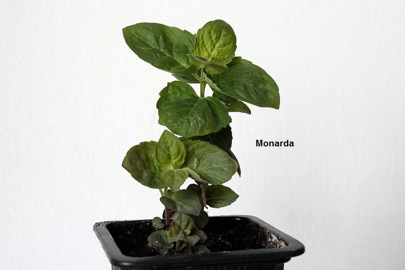 30.05.18 - 1 Însămânțare