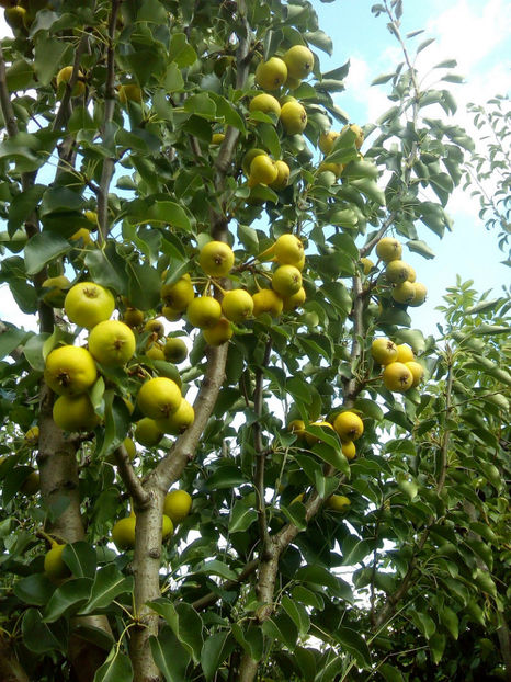 Pere Arabitca 3 - Par Arabitca