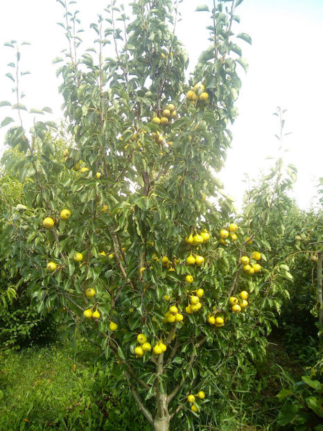 Pere Arabitca 4 - Par Arabitca