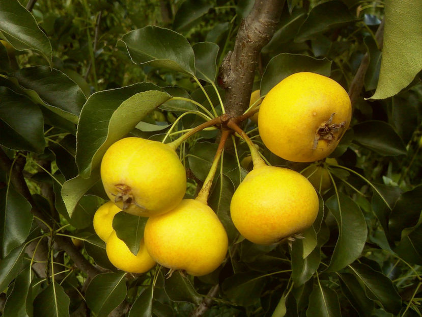 Pere Arabitca - Par Arabitca