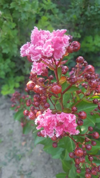 Berlingot Menthe - Lagerstroemia indica 2018
