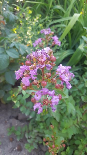  - Lagerstroemia indica 2018