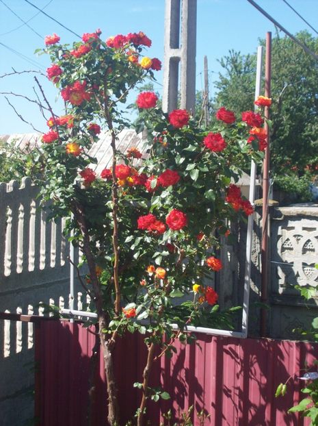  - 0  contact    Jud   iasi