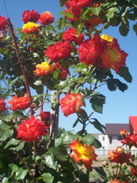  - 0  contact    Jud   iasi