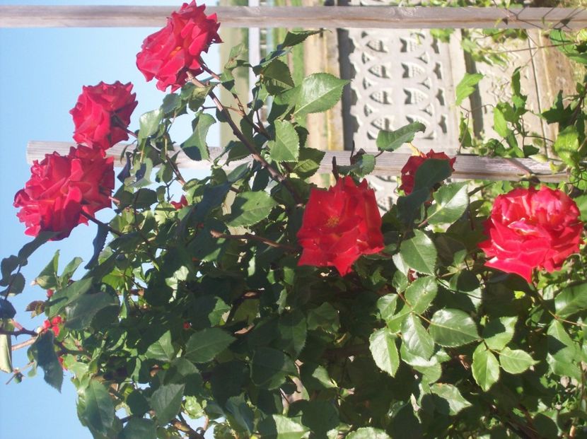  - 0  contact    Jud   iasi