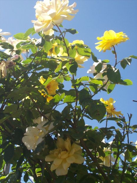  - 0  contact    Jud   iasi